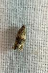 Celypha lacunana