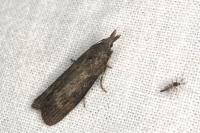 Aphomia sociella