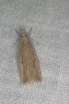 Calamotropha paludella