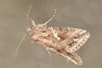 Trichoplusia ni