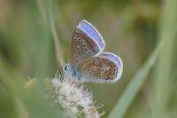 Polyommatus icarus