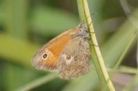 Coenonympha pamphilus