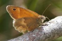 Coenonympha pamphilus