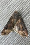 Agrotis ipsilon