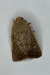 Hoplodrina ambigua