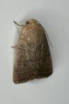 Hoplodrina ambigua