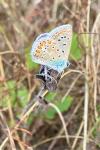 Polyommatus icarus