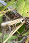 Agriphila tristella