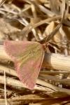 Lythria cruentaria