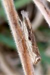 Agriphila geniculea