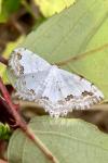 Scopula ornata