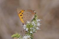 Lycaena phlaeas