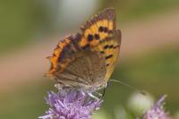 Lycaena phlaeas