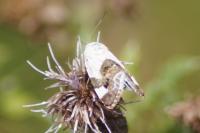 Acontia lucida