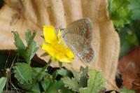 Polyommatus icarus
