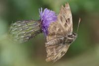 Carcharodus alceae
