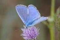 Polyommatus icarus