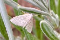 Idaea subsericeata