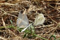 Leptidea sinapis
