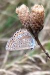 Polyommatus icarus
