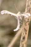 Oxyptilus laetus