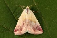 Eublemma purpurina