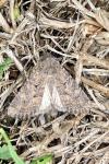 Agrotis segetum