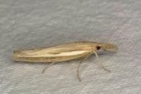 Agriphila tristella