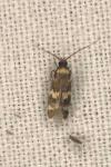 Oegoconia quadripuncta