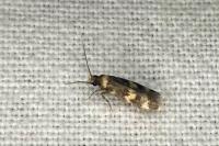 Oegoconia quadripuncta