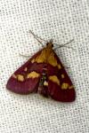 Pyrausta purpuralis
