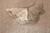 Scopula ornata
