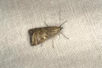 Loxostege sticticalis