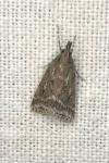 Eudonia pallida