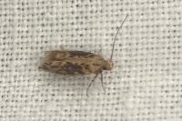 Scrobipalpa ocellatella