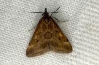 Pyrausta despicata