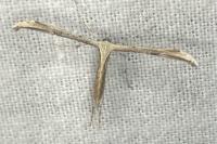 Emmelina monodactyla