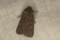 Xestia xanthographa