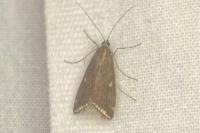Loxostege sticticalis