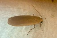 Wittia sororcula