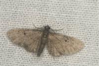 Eupithecia