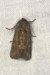 Luperina testacea