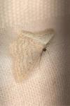 Idaea aversata
