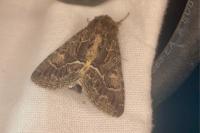Thalpophila matura