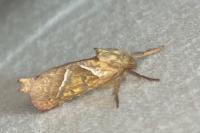Triodia sylvina