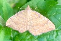 Camptogramma bilineata