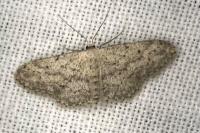 Idaea seriata