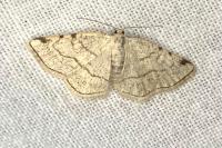 Stegania trimaculata