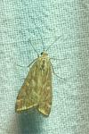 Loxostege sticticalis