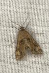 Cataclysta lemnata